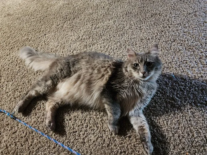 Cat Clinic of Lawrence Picture 2