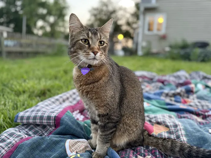 Cat Clinic of Lawrence Picture 3