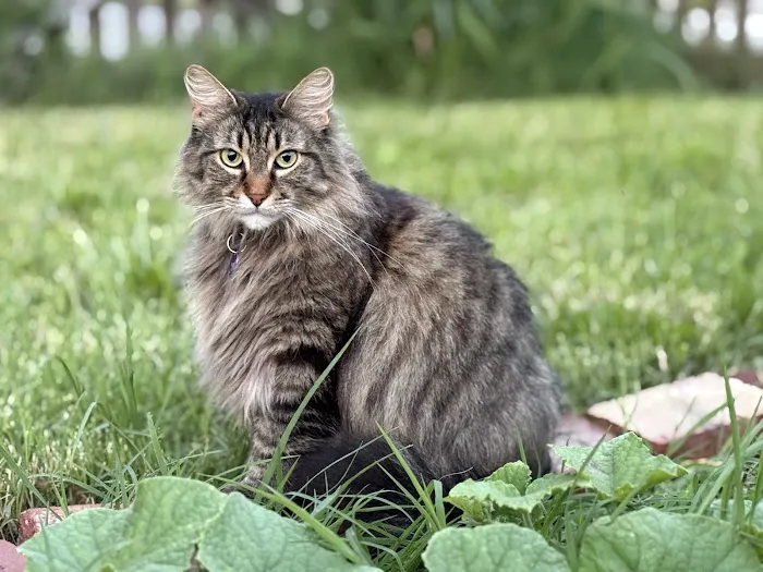 Cat Clinic of Lawrence Picture 7