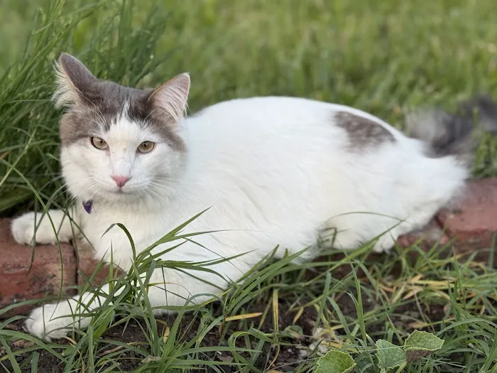 Cat Clinic of Lawrence Picture 5