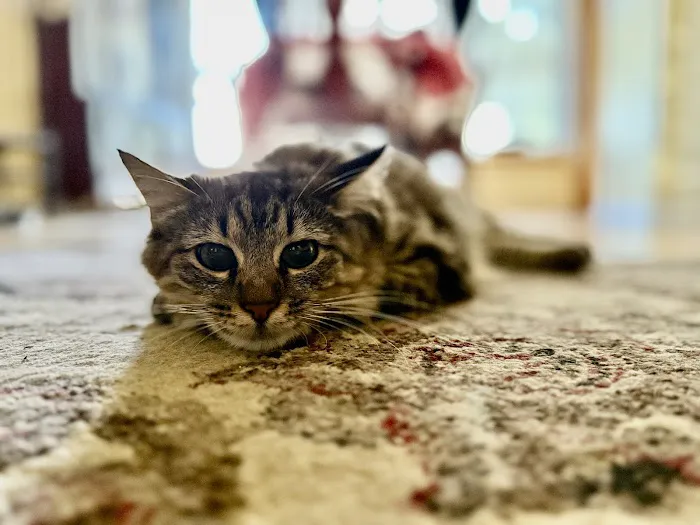 Cat Clinic of Lawrence Picture 4