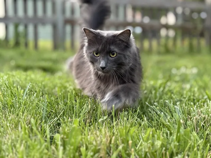 Cat Clinic of Lawrence Picture 6