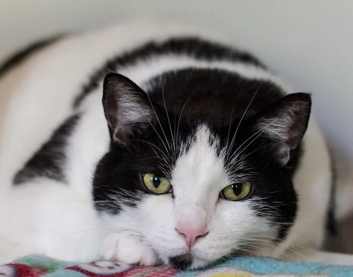 Cat Clinic of Lawrence Picture 9