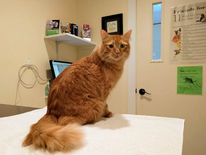 Cat Clinic of Lawrence Picture 8
