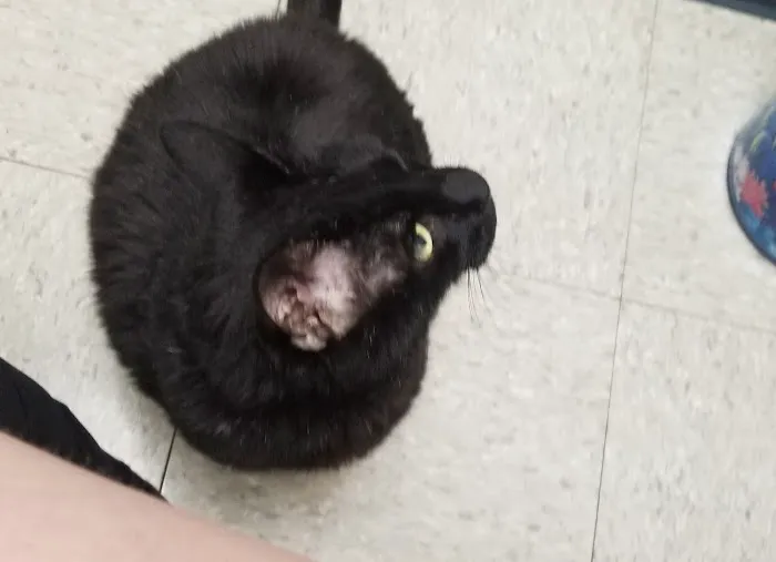 Allcare Animal Hospital Picture 3