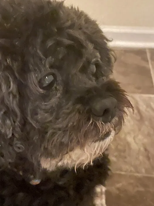 Allcare Animal Hospital Picture 2