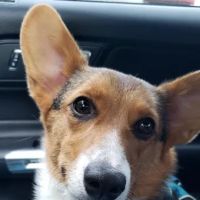 Allcare Animal Hospital ico