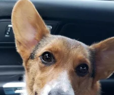 Allcare Animal Hospital