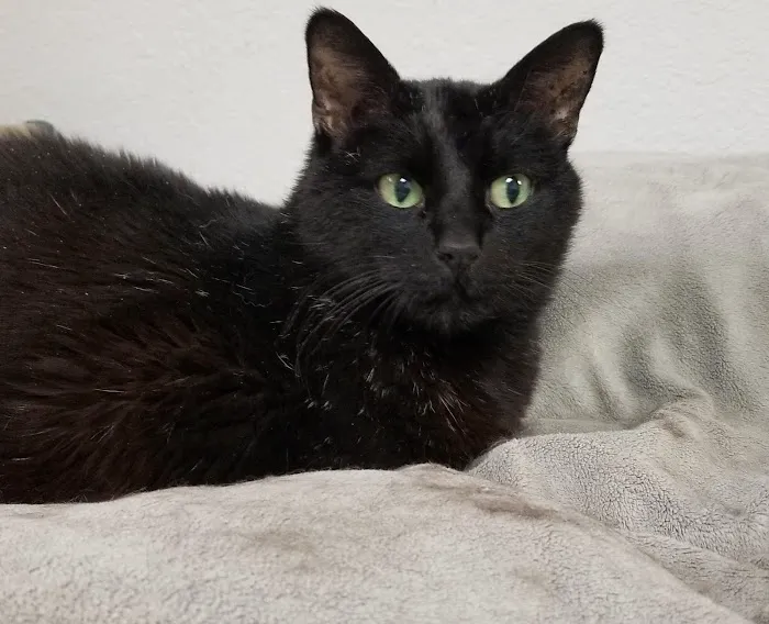 Allcare Animal Hospital Picture 4