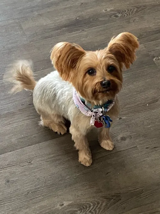 Allcare Animal Hospital Picture 5