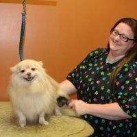 Falcon Valley Animal Hospital ico