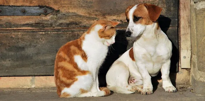 Falcon Valley Animal Hospital Picture 5