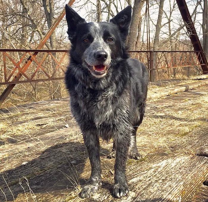 Falcon Valley Animal Hospital Picture 7