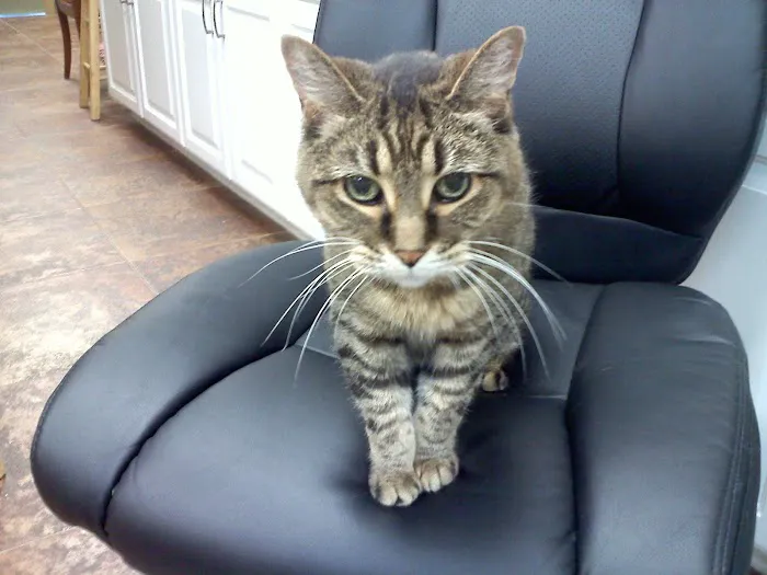 Falcon Valley Animal Hospital Picture 9