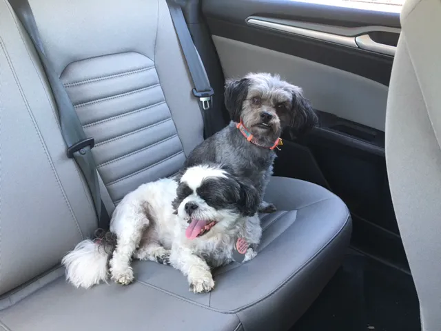 Falcon Valley Animal Hospital Picture 8