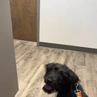 Country Hill Animal Clinic ico