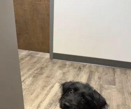 Country Hill Animal Clinic