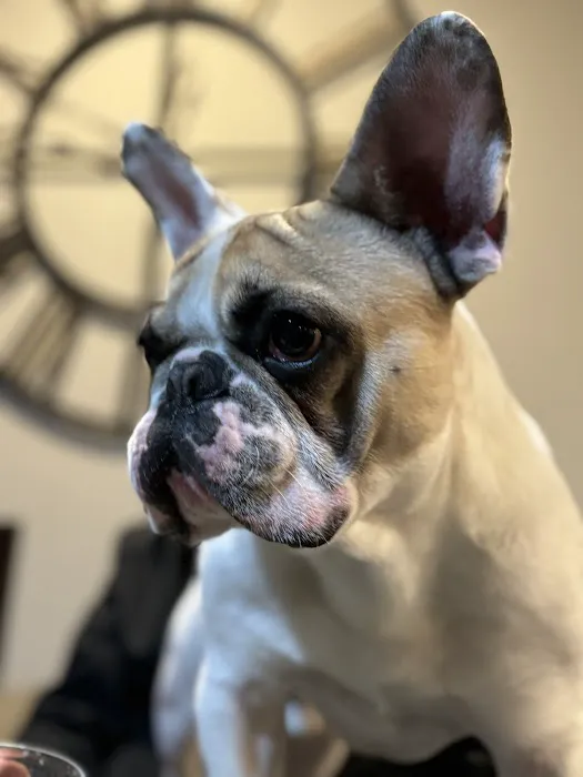 Country Hill Animal Clinic Picture 6