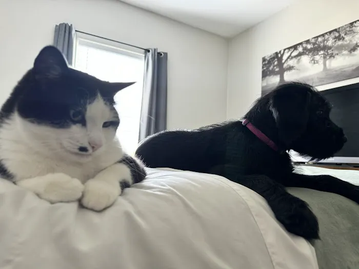 Country Hill Animal Clinic Picture 5