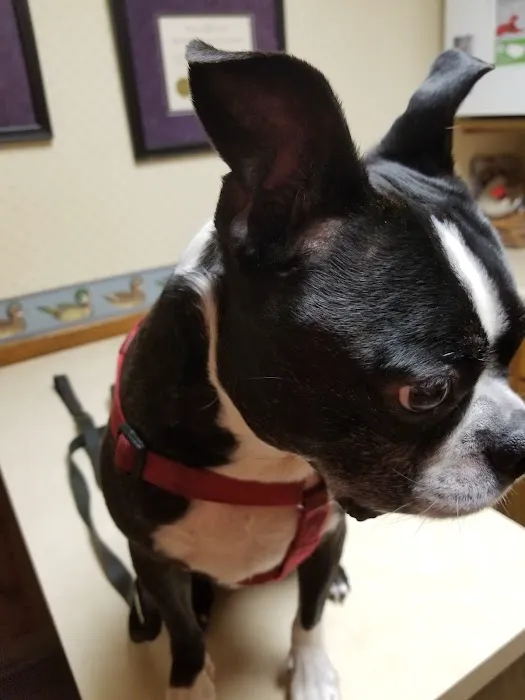 Country Hill Animal Clinic Picture 4