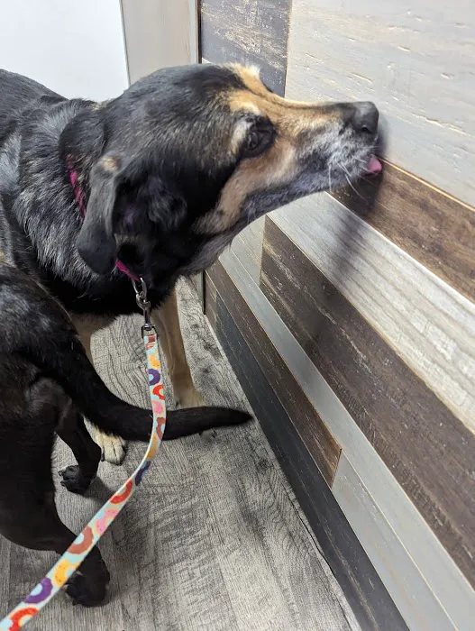 Country Hill Animal Clinic Picture 8