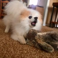 Parkway Animal Hospital ico