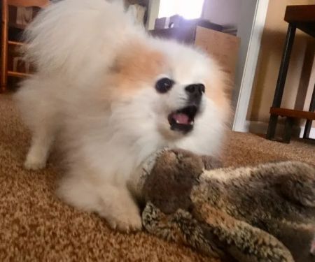 Parkway Animal Hospital