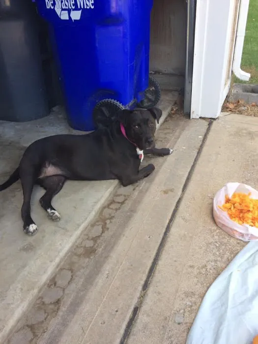 Pet Calls Mobile Veterinary Clinic Picture 2