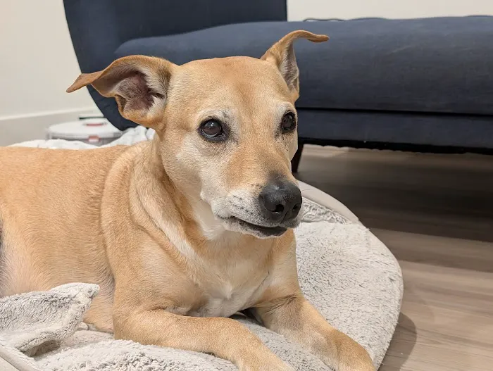 Pet Calls Mobile Veterinary Clinic Picture 1