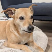 Pet Calls Mobile Veterinary Clinic ico