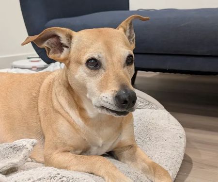 Pet Calls Mobile Veterinary Clinic