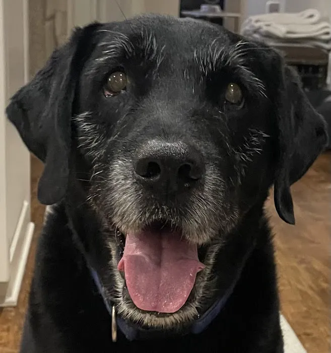 Pet Calls Mobile Veterinary Clinic Picture 3