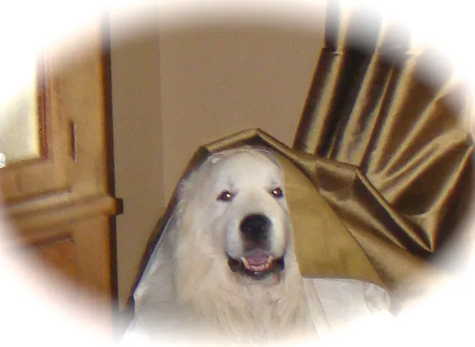 Pet Calls Mobile Veterinary Clinic Picture 4