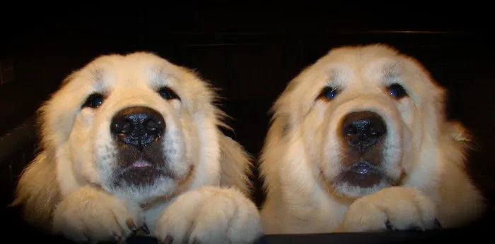 Pet Calls Mobile Veterinary Clinic Picture 5