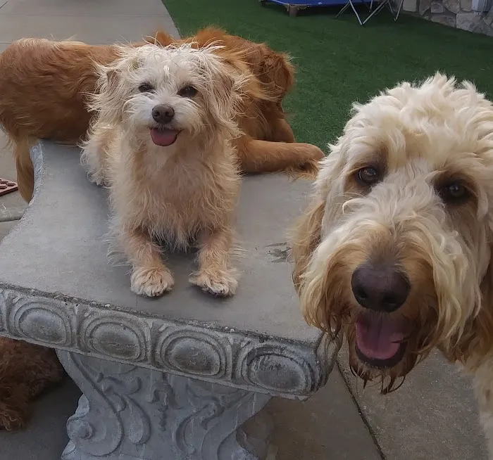 Cedar Creek Pet Hospital & Urgent Vet Care in Olathe Picture 3