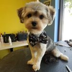 Cedar Creek Pet Hospital & Urgent Vet Care in Olathe