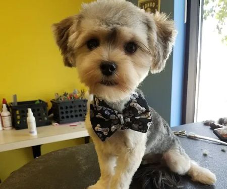 Cedar Creek Pet Hospital & Urgent Vet Care in Olathe