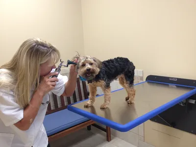 Cedar Creek Pet Hospital & Urgent Vet Care in Olathe Picture 5