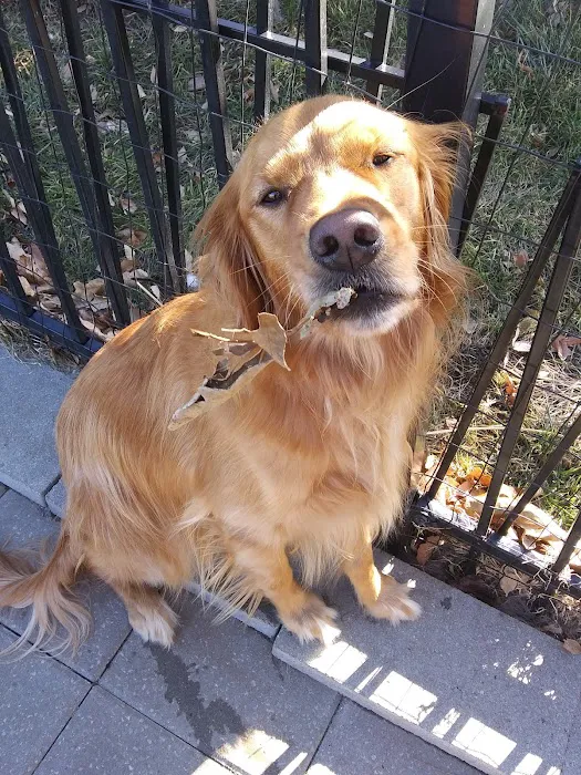 Cedar Creek Pet Hospital & Urgent Vet Care in Olathe Picture 4