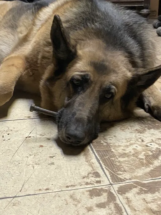 Mission Animal Clinic Picture 2