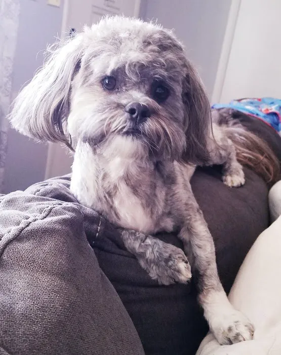 Mission Animal Clinic Picture 4