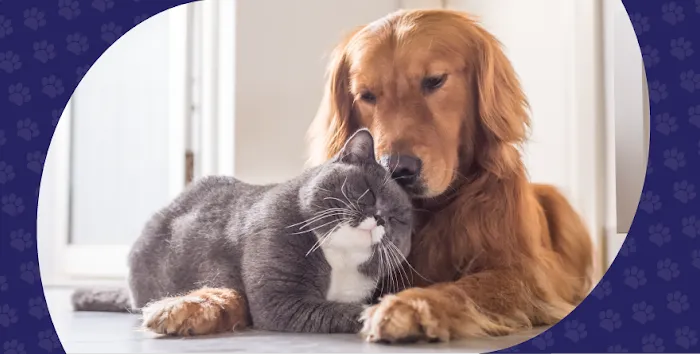 Mission Animal Clinic Picture 8