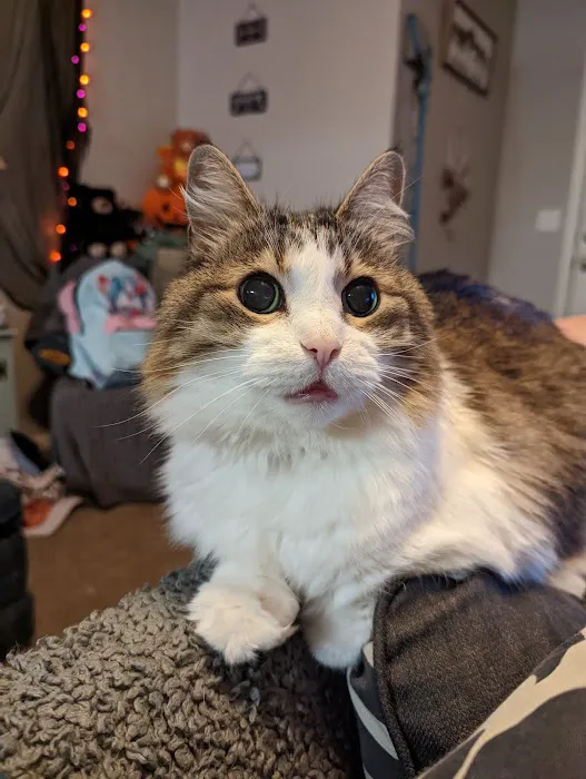 Dearborn Animal Clinic Picture 3