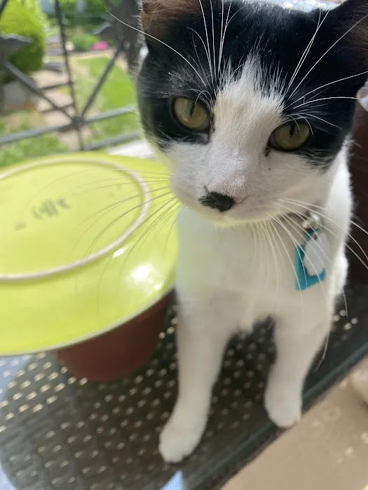 Dearborn Animal Clinic Picture 1