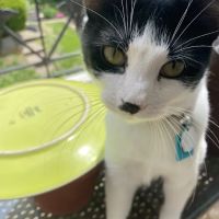 Dearborn Animal Clinic ico