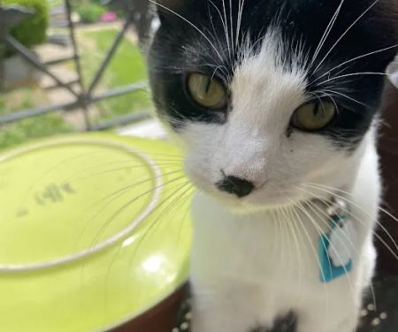 Dearborn Animal Clinic