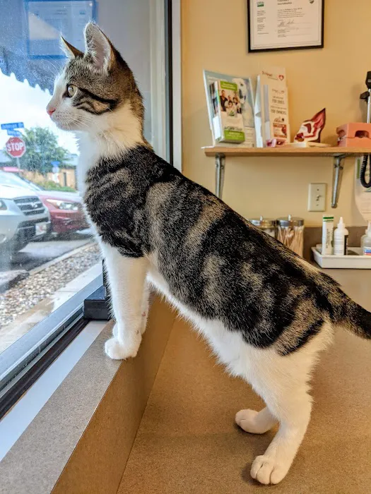 Dearborn Animal Clinic Picture 5