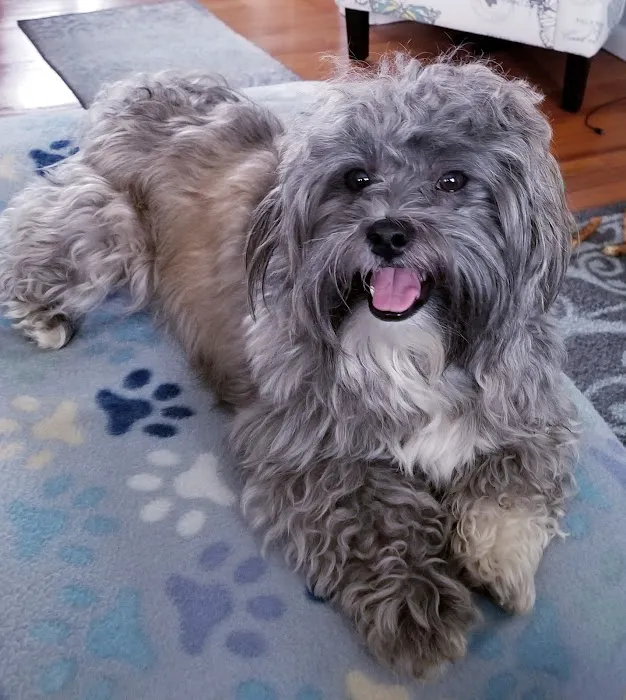 Dearborn Animal Clinic Picture 7