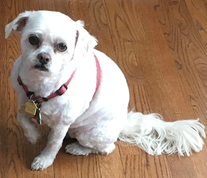 Dearborn Animal Clinic Picture 9