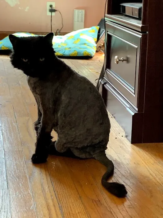 Dearborn Animal Clinic Picture 8